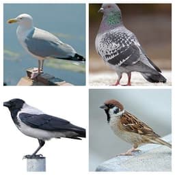 placeholder image to represent content