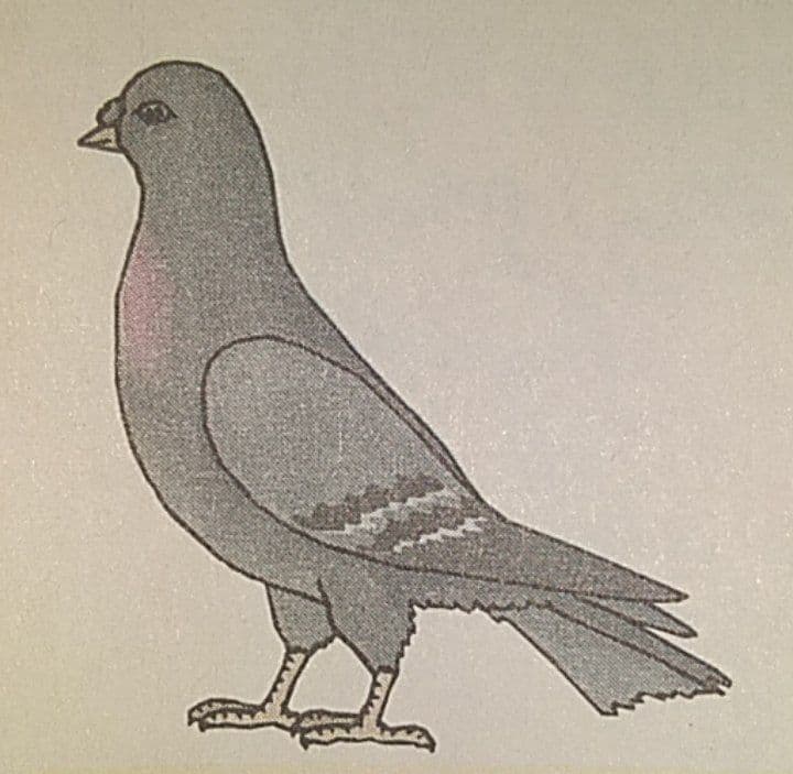 Question Image