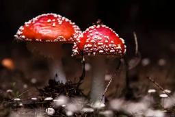 placeholder image to represent content