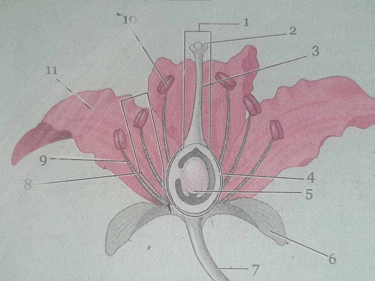 Question Image