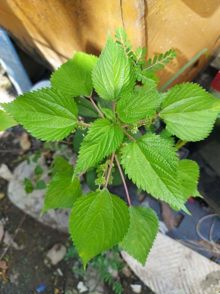 Question Image