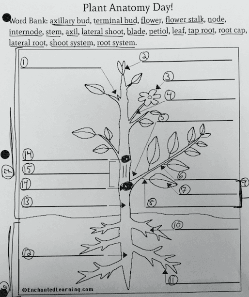 Question Image