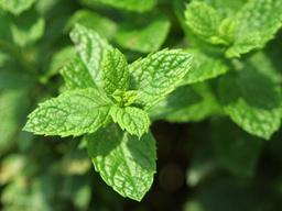 placeholder image to represent content