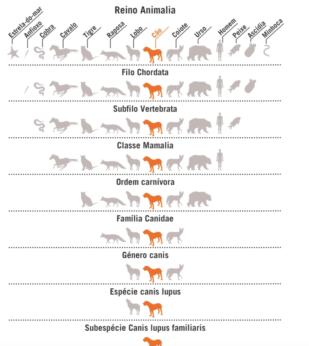 Taxonomia e nomenclatura | Quizalize